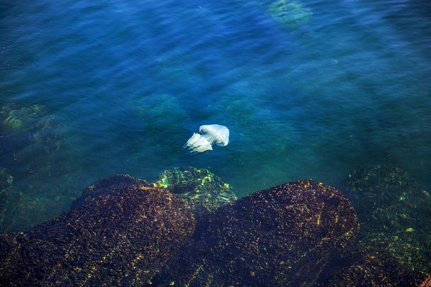 Medusa (Rhizostoma pulmo), nada en el agua azul profundo en el pan protovovolnovyh fondo en el puerto de muelle de mar Varna, Bulgaria. Costa del Mar Negro meridional
 - Foto, Imagen