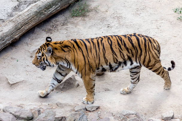 Ussuri bengáli tigris egy ketrecben állatkertben készített természetes élőhely. Vadon élő ragadozó emlősök a nyári parkban. Nagy ragadozó macskák. Elmosódást csökkentse. Szelektív összpontosít - Fotó, kép