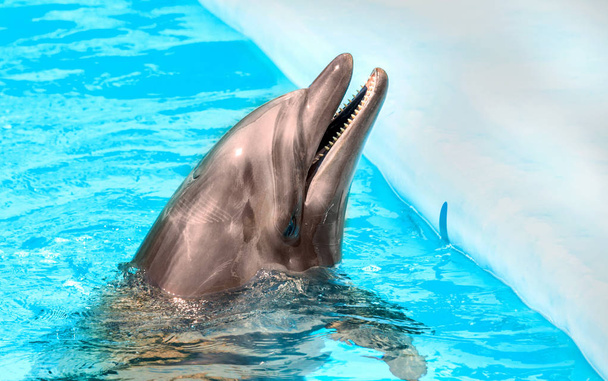 Щасливий красивий дельфін, посміхаючись у блакитній воді басейну в ясний сонячний день
  - Фото, зображення