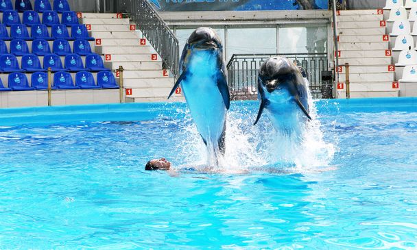 glücklich schöne junge Mädchen lacht und schwimmt mit Delfinen in blauem Schwimmbad an einem klaren, sonnigen Tag - Foto, Bild