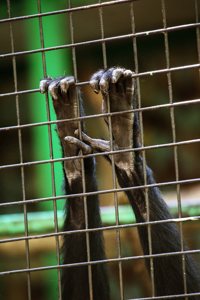 Un mono lindo sentado en una jaula del zoológico. El mono en el zoológico está esperando a que los visitantes los traten y estire sus patas fuera de la jaula. Pata de mono
 - Foto, Imagen
