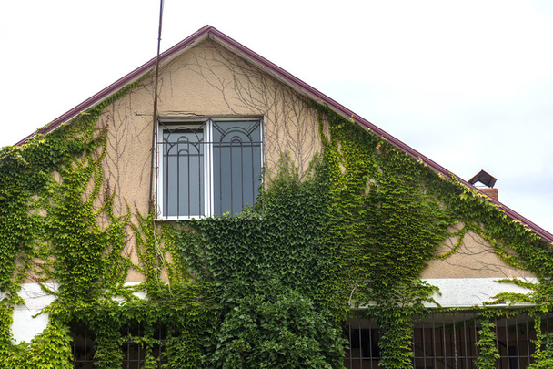 Σύγχρονο σπίτι καλύπτεται από πράσινα κισσών. Πράσινο Κέρλινγκ κισσός φύεται στον τοίχο του σπιτιού. Τα παράθυρα του σπιτιού Κοιτάξτε έξω από κισσό-καλύπτονται τοίχους του σπιτιού. Οικολογία και πράσινο που ζουν στην πόλη, το αστικό περιβάλλον έννοια - Φωτογραφία, εικόνα