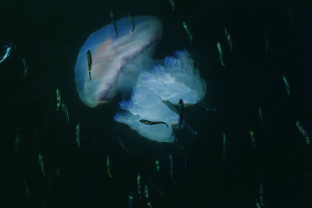 Rhizostoma pulmo. barril de medusas. Medusas con barrancos. Las medusas o gelatina son animales acuáticos suaves y flotantes con campana umbelica gelatinosa y tentáculos en la espalda. Medusa está a la deriva con el flujo
 - Foto, imagen