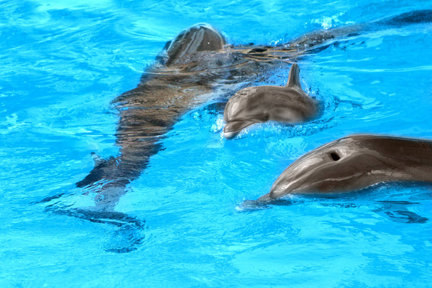 Dolphin mãe com seus pequenos golfinhos nada na piscina. Criança está se divertindo na água e se divertir jogando
  - Foto, Imagem