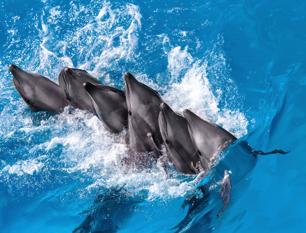 Group of beautiful dolphins happily swimming in the blue water in the swimming pool on a bright sunny day and perform complex acrobatic tricks - Photo, Image