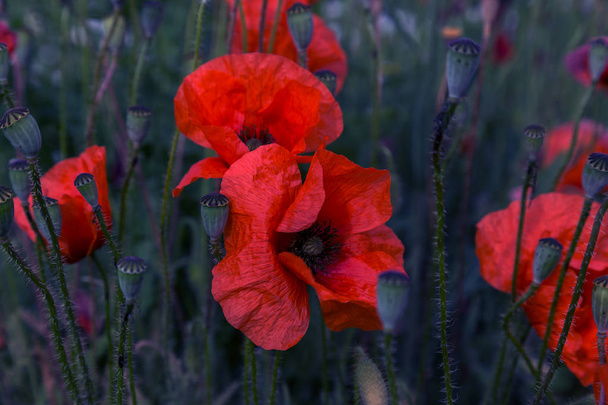無人の野の花が赤いケシ。選択的なフォーカスを持つ美しいフィールド赤いケシ。柔らかな光。調子を整えます。暗い低いキーで創造的な処理 - 写真・画像