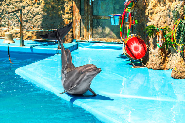 Glad beautiful dolphin in a clear sunny day playing on the edge of a swimming pool on the representation - Photo, Image