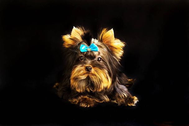 Yorkirsky terrier in studio on a black background. Charming with a beautiful pedigree dog hair on the dog show. With selective focus - Photo, Image