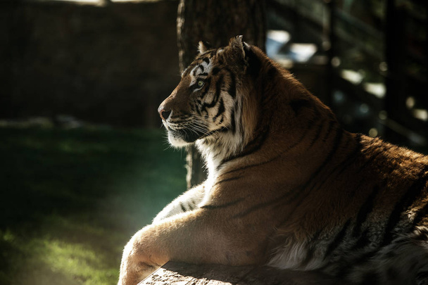 Tigre de Amur siberiano en el recinto del zoológico. Hermosos animales salvajes en cautiverio del zoológico. Sumantra, Bengalí (Panthera tigris altaica) Safari Park Gelenzhik, Rusia
 - Foto, imagen
