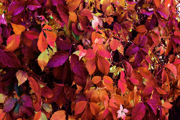 Красные осенние листья дикого винограда висят на заборе. Красивый осенний фон из красного цвета с оттенками листьев как наполняющий символический фон. солнце сквозь листья, осенний орнамент для календаря
 - Фото, изображение