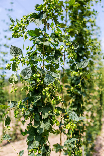 Φυτεία αυξανόμενη λυκίσκου στη Βουλγαρία. Χιλιάδες φυτά λυκίσκου, της κύριας πρώτης ύλης για την παραγωγή των ελίτ ποικιλίες μπύρας φυσικά ακριβά διαβίωσης. επιλεκτική εστίαση - Φωτογραφία, εικόνα
