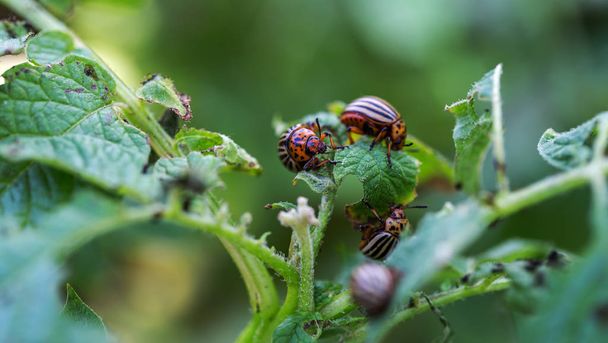 mladí Mandelinka, larva brouka jí bramborové listy. Colorado beetle jí bramborové listy. Škůdci zničit úrodu v poli. Paraziti v přírodě a v zemědělství. Vybrané zaměření - Fotografie, Obrázek