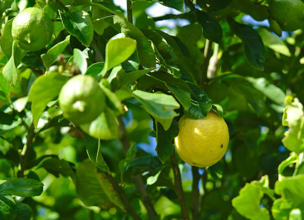 Limão durante o dia ensolarado com poucos limões crescendo
 - Foto, Imagem