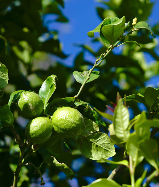 Limon ağacı büyüyen birkaç limon ile güneşli gün boyunca - Fotoğraf, Görsel