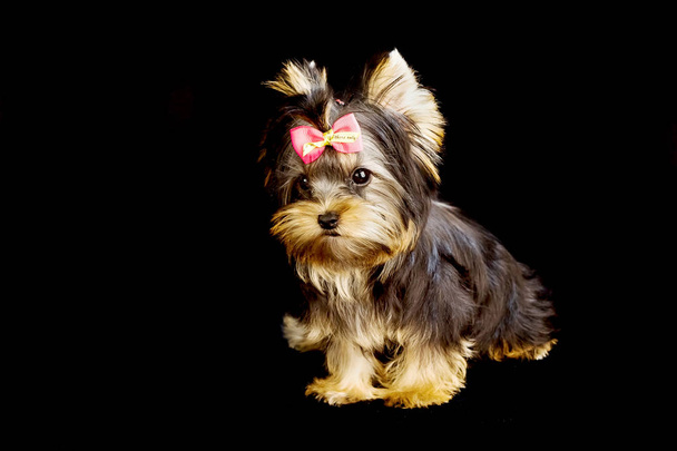 Yorkirsky Terriër in studio op een zwarte achtergrond. Charmant met een mooie stamboom honden haren op de hondenshow. Met selectieve aandacht - Foto, afbeelding