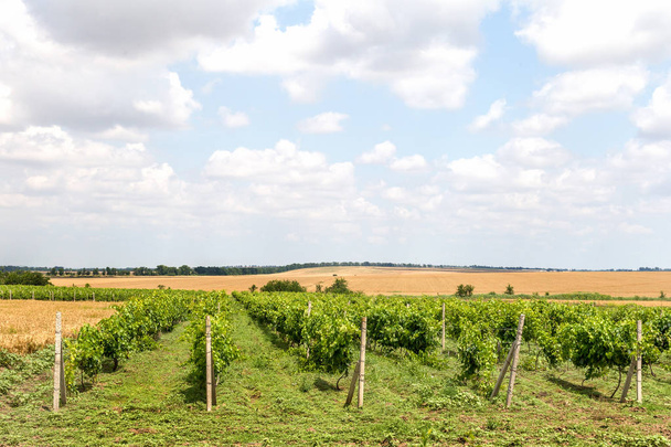 Green Vineyard and blue sky in Ukraine. the vineyards are small grapes in the field with blue sky, white clouds. Selective Focus - Φωτογραφία, εικόνα