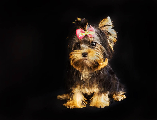 Yorkirsky terrier in studio on a black background. Charming with a beautiful pedigree dog hair on the dog show. With selective focus - Photo, Image