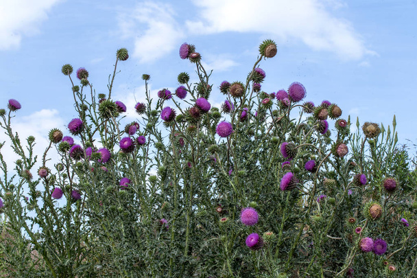The flower head thistle Milk Thistle in full splendor. Medicinal plant in the natural environment. - Photo, Image