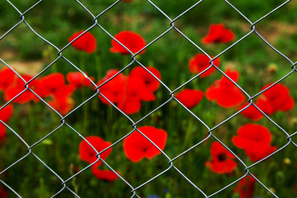 Feld mit rotem Schlafmohn hinter einem Metallgitter. Eisengitter schützt Schlafmohnfeld. Schöne Blüten des roten Schlafmohns. Mohnfeld wird hinter Gitterzaun bewacht - Foto, Bild