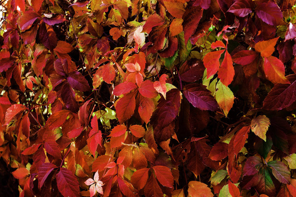 野生ブドウの紅葉はフェンスにしがみつきます。象徴的な背景を充填として葉の色合いと赤から美しい秋の背景。太陽の葉;カレンダーの秋の飾り - 写真・画像