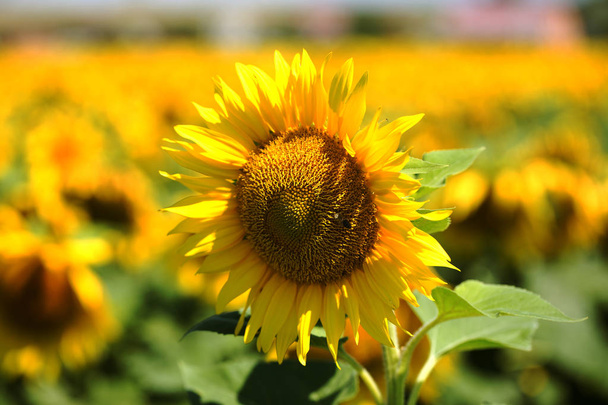 Bright yellow, orange sunflower on field. Beautiful rural landscape of sunflower field in sunny day. Flower on farm field, grown as crop for its edible oil. As background for card. Selective focus - Photo, Image