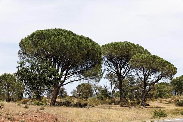 Bosque de pino (Pinus pinea) con macizo des Maures, Provenza, sur de Francia (pino de piedra, pino de piedra italiano, pino paraguas
) - Foto, imagen