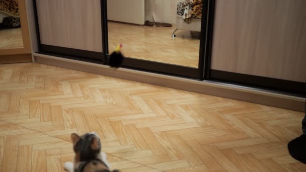 Aranyos macska, játszani játék egérrel otthon - Felvétel, videó