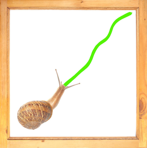 Steady improvement is demonstrated by this slow moving snail. - Photo, Image
