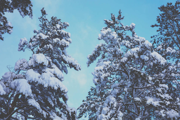 Winter pine forest covered with snow against blue sky - Zdjęcie, obraz