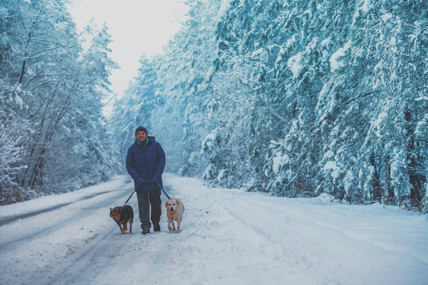 Man with two dogs walking on snowy country road in winter. - 写真・画像