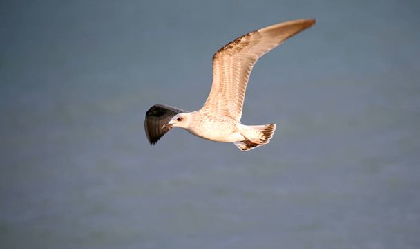 grote witte meeuw vliegt met grote open vleugels, op zoek naar voedsel - Foto, afbeelding