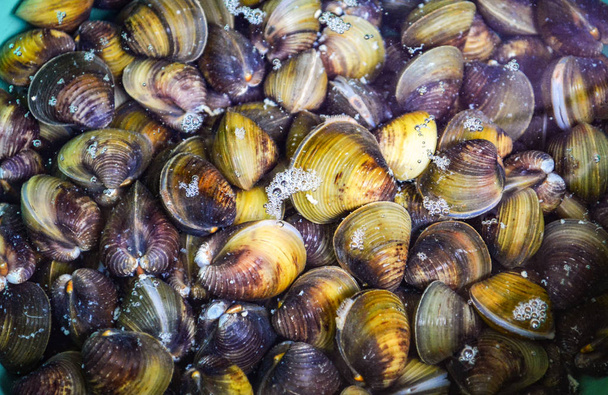 Shellfish such as clams / Freshwater shell bivalve  - Photo, Image