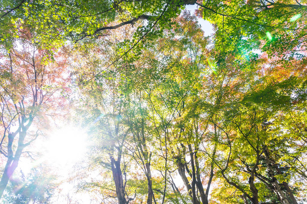 Prachtige rode en groene blad esdoorn in herfst seizoen - Foto, afbeelding