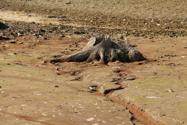 ceppi di alberi morti con radici rivelate sul fondo dello stagno di essiccazione
 - Foto, immagini