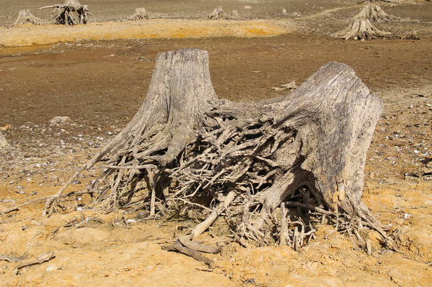 souches d'arbres morts avec des racines révélées au fond de l'étang de séchage
 - Photo, image