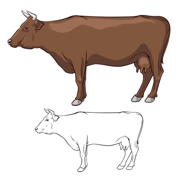 Cow ore, cow brown with horns. Cow in lines. Cow on white background. - Vector, Image