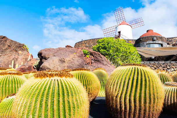 Schöne Aussicht auf Kakteengarten, Kakteengarten in Guatiza, Lanzarote, Kanarische Inseln, Spanien - Foto, Bild