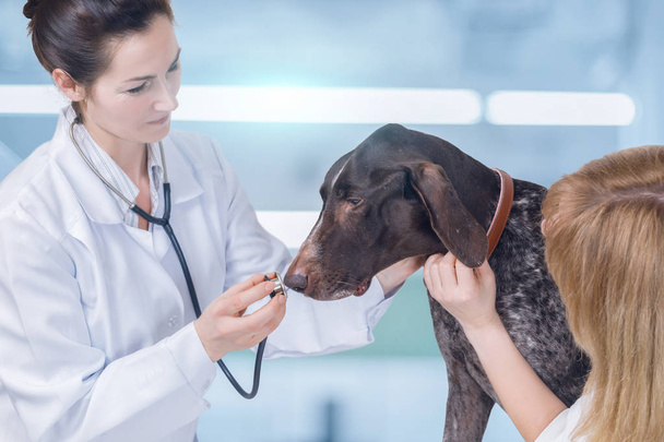 A vet is examining the dog's health with the owner keeping its collar and calming it down. The concept is the animal treatment service. - Photo, image