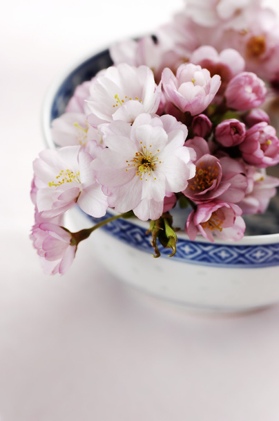 Άνθη κερασιάς - Φωτογραφία, εικόνα