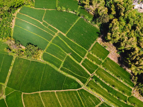 Luchtfoto van groene rijstvelden. Natuur textuur in Bali eiland. - Foto, afbeelding