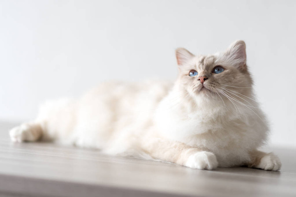 青目のビルマの美しい神聖な猫の肖像画 - 写真・画像