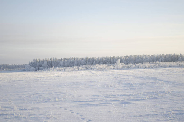 field in winter, snow landscape, - Foto, Bild