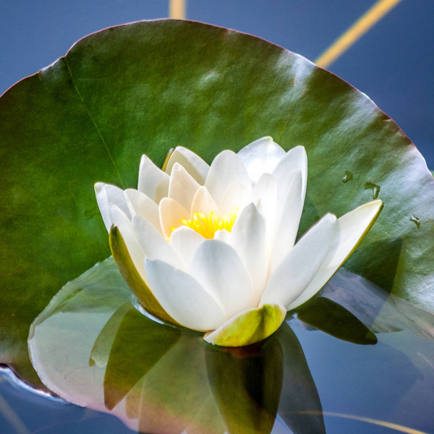 Grzybień biały kwiat na jezioro. - Zdjęcie, obraz