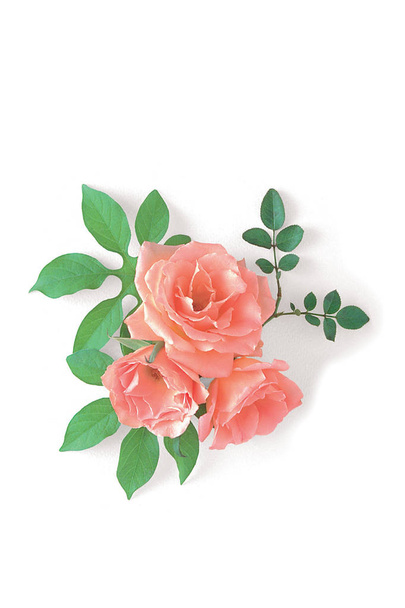 Beautiful rose flowers on background - Photo, Image