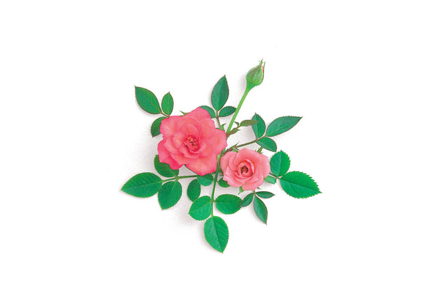 Beautiful rose flowers on background - Photo, Image
