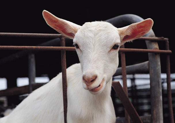 jovem cabra branca na gaiola, close-up  - Foto, Imagem