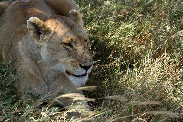 Serengeti Savannah aslanlar - Fotoğraf, Görsel