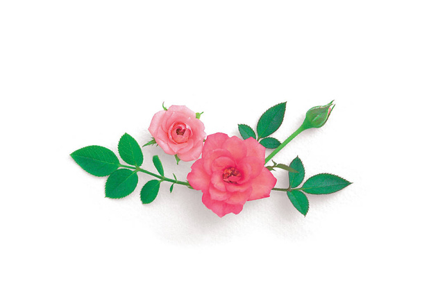 pink roses on white background - Foto, afbeelding
