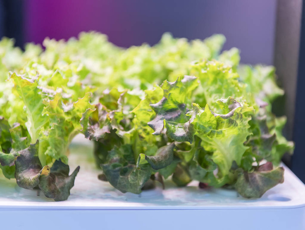 Organic hydroponic vegetable grow with LED Light Indoor farm,Agriculture Technology - Photo, Image