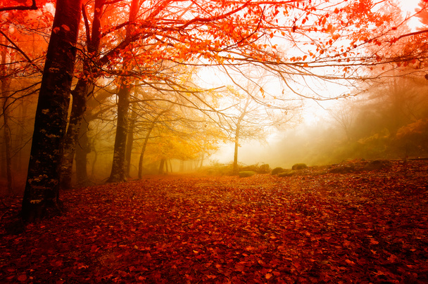 Herbst - Foto, Bild
